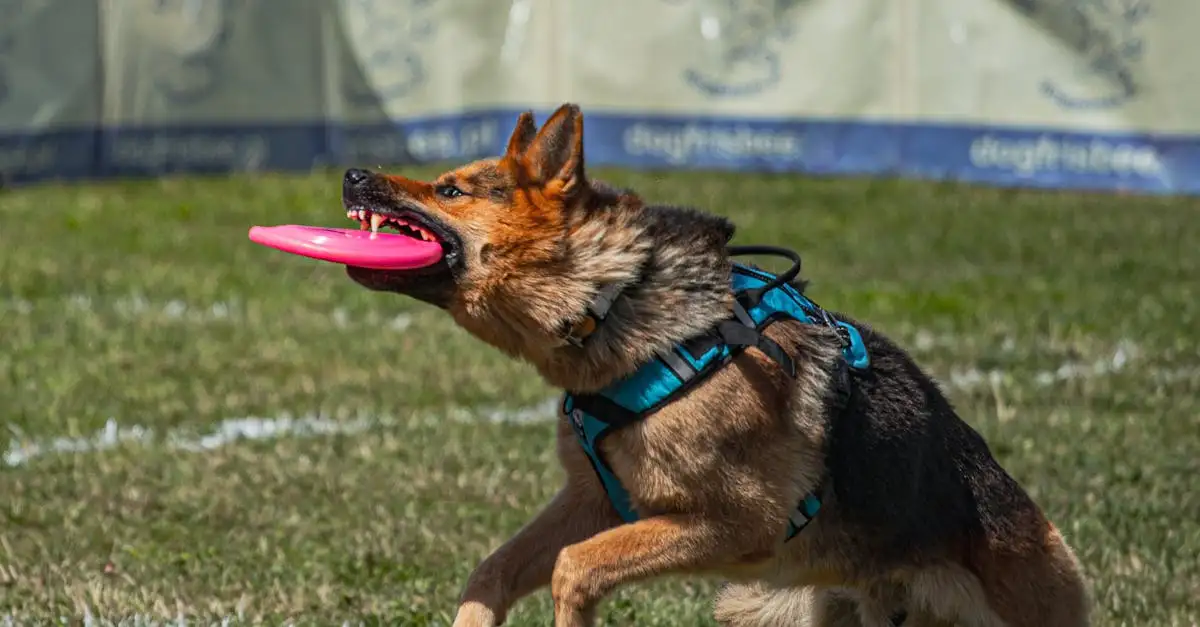 Ontdek de frisbee sport: alles over deze dynamische